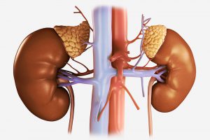 Illustration of the renal system; kidneys, adrenal glands, ureters and blood supply. Computer generated image.