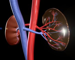 3D model of human kidneys